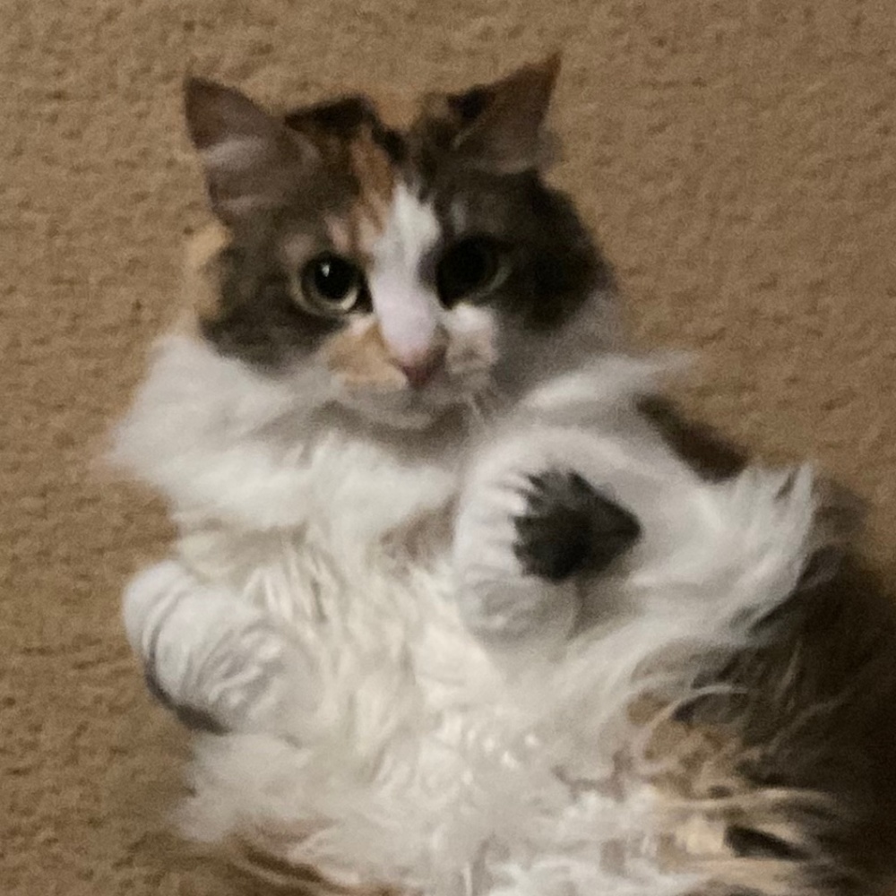 Meet your Posher, Janet